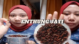 ENTHUNG JATI / ENTUNG JATI , UNGKER , UNGKRUNG , KEPOMPONG JATI