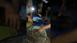 Malam Tahun Baru-Eksekusi Ikan Lele 10 kg Mantab...