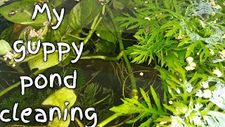 how to clean fish pond | guppy fish pond