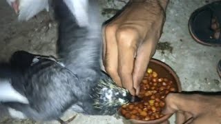 kabootaran ke bacchon ko hand feed Karne Ka Tarika baby pigeon #MAsadBirds #handfeed