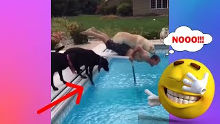 【FUNNY VIDEO】DOG TRIED TO HELP BUT IT DIDNT WENT WELL😅 (DOGS, CATS AND ANIMALS)