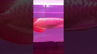 super red arowana