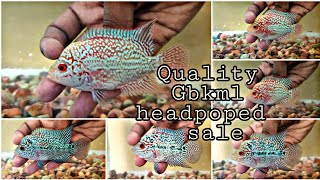 Quality Flowerhorns sale | Faded and unfaded Gbkml| Aquapets & farm