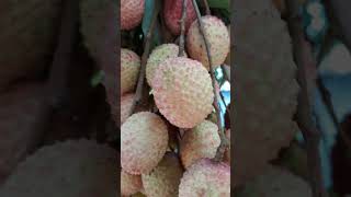 very healthy fruit #nature #shorts #video #villagelife