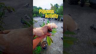 Pigeons activity #pigeon #activity #shorts