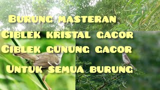 Burung masteran ciblek kristal/ ciblek gunung gacor/buat murai batu