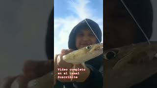 #pesca de variada  y gaviota con #devolución  🤣