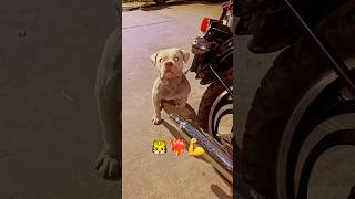 Aggressive bully 🤯😳😮 #animals #pets #viralvideo #dogs #ytshorts