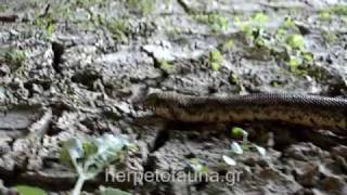 Έρυξ - Eryx jaculus, Sand Boa, Greece