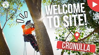 WELCOME TO SITE - CRONULLA - SHANES TREES