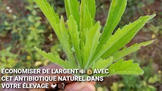 Comment gagner de l'argent dans votre élevage grâce à l'utilisation des plantes naturelles ?