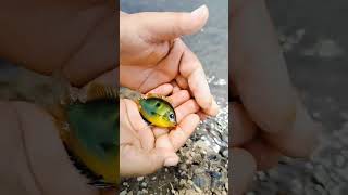 small #fish #amazing #river #fishing #bhojpuri #jk #shorts