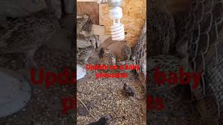 update on the baby pheasants