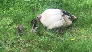 Turkey Momma Hatched Her Poults 🦃 and Chicks 🐥 Just in Time For Mother’s Day!