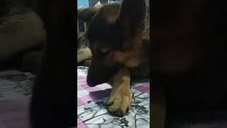 German shepherd 😘Bruno🥰