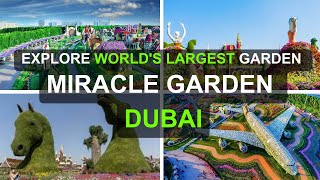 Miracle Garden Dubai 2023 | The world’s largest natural flower garden