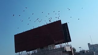 Junglee kabootaron ka shauk okara Depalpur Chowk #MSsadBirds #junglee #pigeon