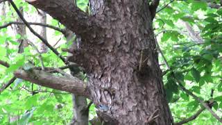 Red-breasted Nuthatch