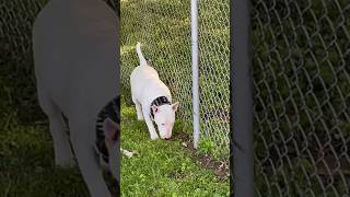 A Few Weeks Left Until She Drop These Puppies 😂 #AKC #BullTerrier #ChosenSheepKennels #Nita #Chico