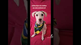 Como você acha que ela vai ficar? #cachorros #filhote #filhotes #filhotesdecachorros