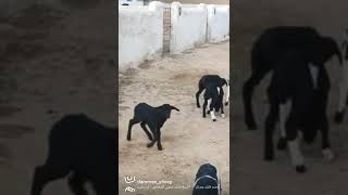 الدمان الملكي 🐏 مشاء الله