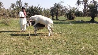 white donkey grooming February 24, 2022