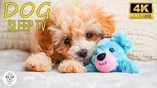 RELAXING MUSIC FOR STRESSED DOGS | Give Your Dog The Most Relaxation - Deep Anti Anxiety