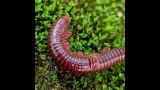 Rusty Millipede uncoiling from its defensive posture. #defence #bug