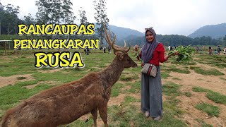 RANCAUPAS BANDUNG JAWA BARAT, KASIH MAKAN RUSA