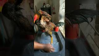 MANDIKAN AYAM ALASAN BRAZIL