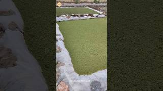 نبات الازولا او عدس الماء العلف المجاني للطيور فوائده واكثاره فالمنزل Azola Duckweed Growing