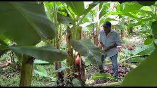 DESHIJE CON 16 Semanas De Atraso En Banano.