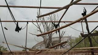 Tenerife Monkey Park - gibbons