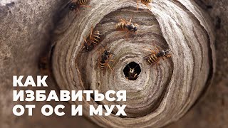 НАШЕСТВИЕ ОС!  Как избавится от ОС в частном доме #ДомОгород