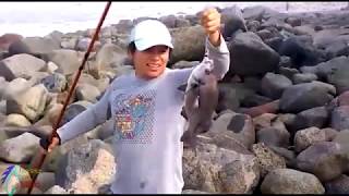 Pesca variada a Surfcasting - Pejerrey Mismis Tramboyo Burro Chita