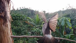 Burung Kutilang Gacor cor cor cor cor cor