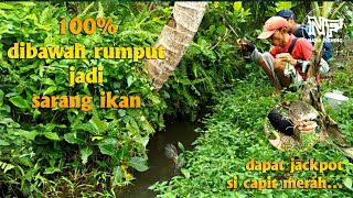 micro fishing || 100% dibawah rumput jadi sarang ikan ||dapat jackpot capit merah #microfishing