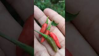 Panen Buncis dan Cabai Rawit | Harvest Beans & Chili