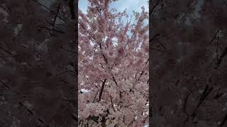 #cherryblossom #sakura #spring #viral #beta #trending #britishcolumbia #beautiful #pink