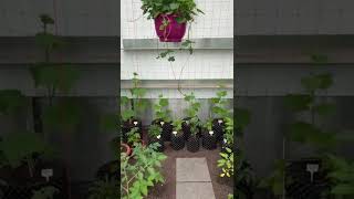 estufa para plantas