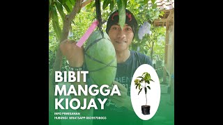 BIBIT MANGGA KIOJAY