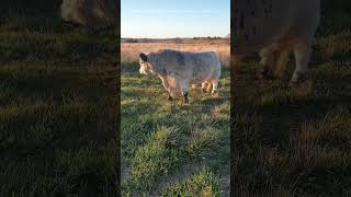 storm chaser ll #cowlover #cow #animal  #farmlife #farmlifestyle #farmlifebestlife