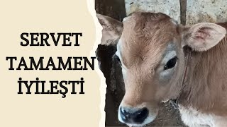 Servet'in Zaferi: İshal Sonrası İyileşme