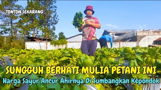 Petani Di Desa Gombong Ini berhati Mulia Semua Sayuranya Di Bagikan Kepondok Pesantren