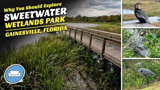 Sweetwater Wetlands Park- A Manmade Home for Birds, Gators and More in Gainesville, Florida!