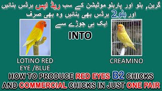 SARE BACHE RED EYES AYNGE IS PAIR SE | HOW TO PRODUCE GREEN SERIES B2 BIRDS IN HOME | AA BIRDS INFO