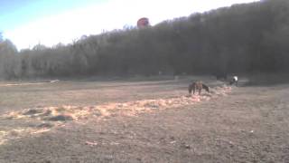 The horses and a hot air balloon.