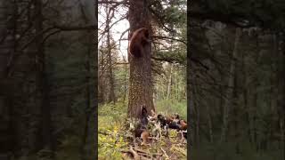 Bearly Escape || Beagles Trap Bear Up A Tree