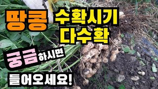 땅콩 수확 시기, 땅콩 다수확방법은?  땅콩수확시기, 땅콩재배방법, 땅콩수확, 땅콩수확방법, 땅콩재배기술, 땅콩재배법, 땅콩캐는시기, Peanut harvesting time