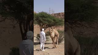 Don't be afraid of camels. How to behave during camel encounter in Saudi Arabia. Will it bite?